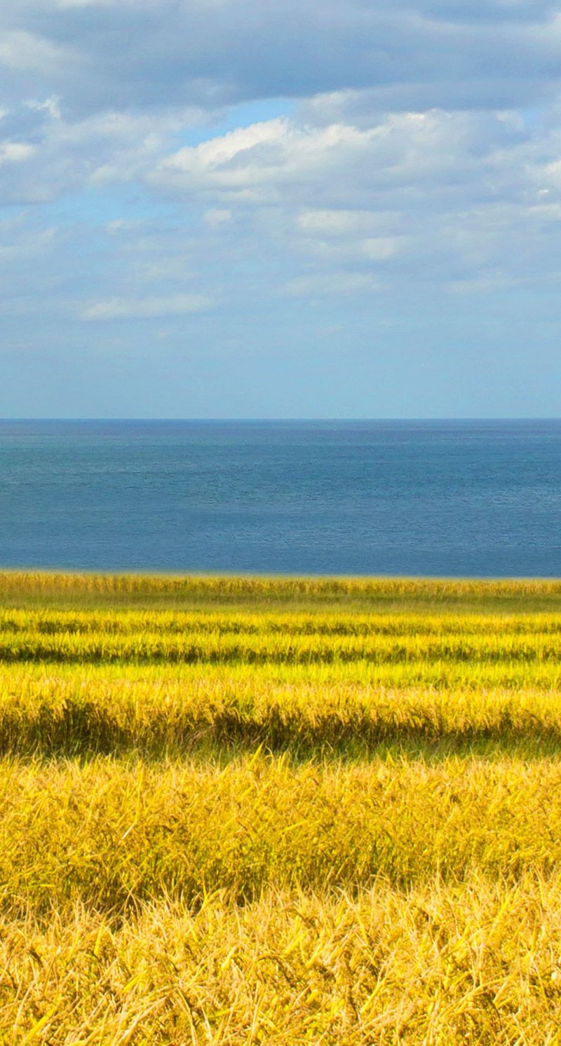 image1-優(yōu)質(zhì)面粉